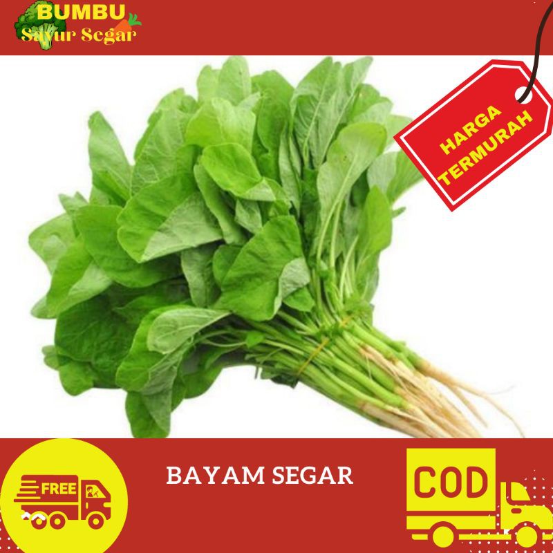 

BAYAM SEGAR SE IKAT - 1 IKAT