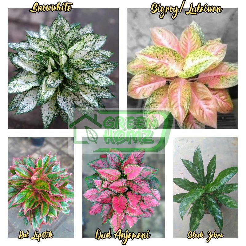 paket 5 tanaman aglonema remaja daun 5-7 lembar