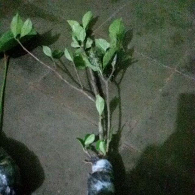 Tanaman Hias Kacapiring