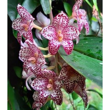 Anggrek Murah Bulbophyllum Kubahense