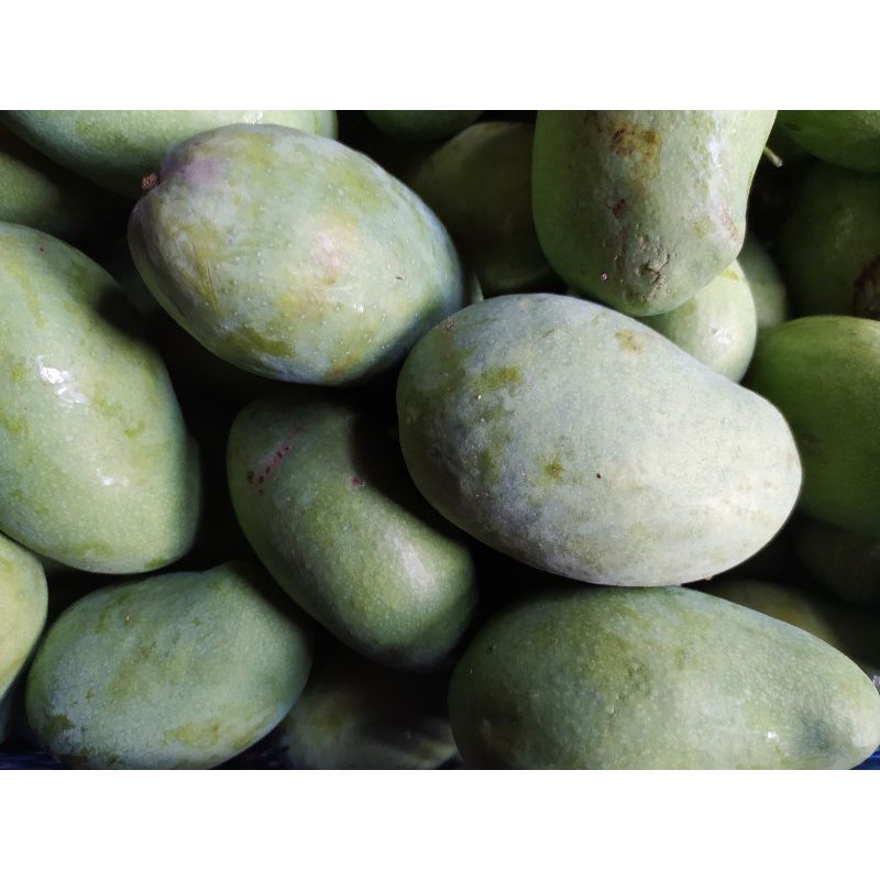 

BUAH MANGGA HARUMANIS/AROMANIS