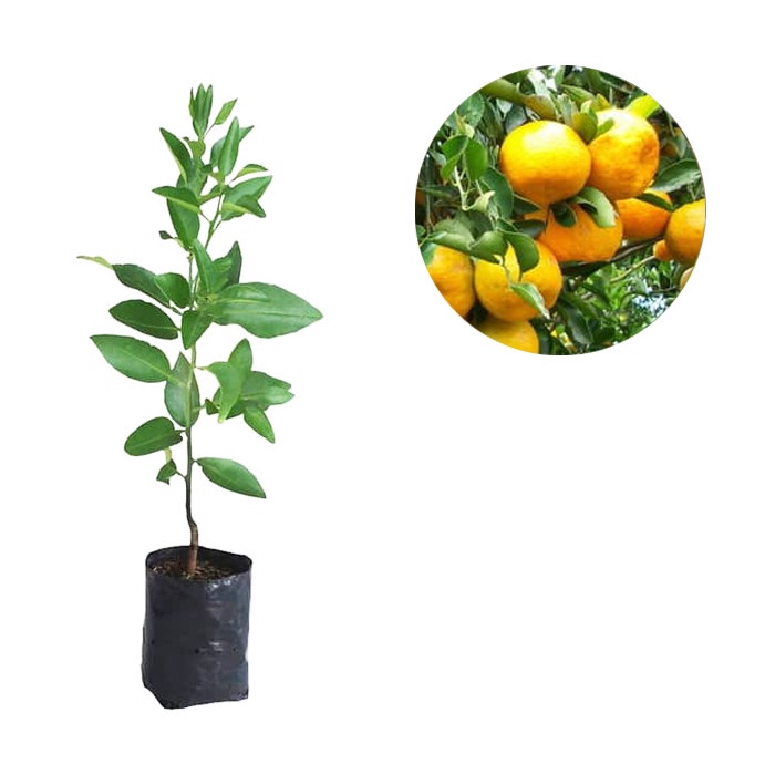 Obral Bibit Tanaman Buah Jeruk Manis Baby Terlaris