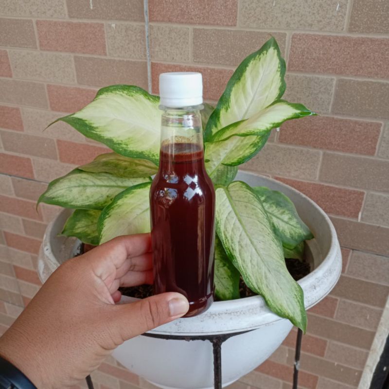 

madu akasia mangium