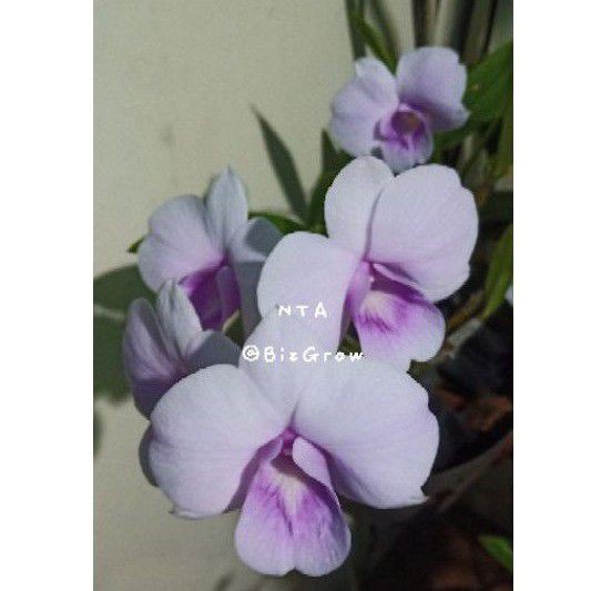 anggrek dendrobium nta 25k