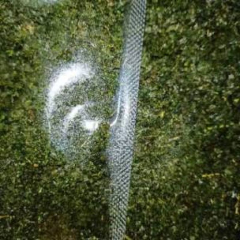 

DAUN JERUK BUBUK tinggal TABUR KERING isi 25gram