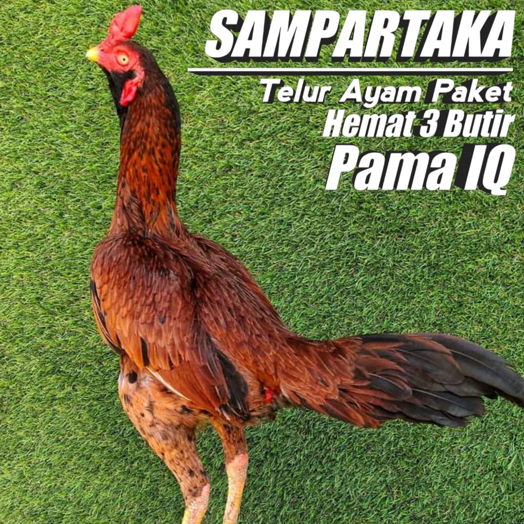 ayam mangon telur paket 3 butir mix pakhoy pama