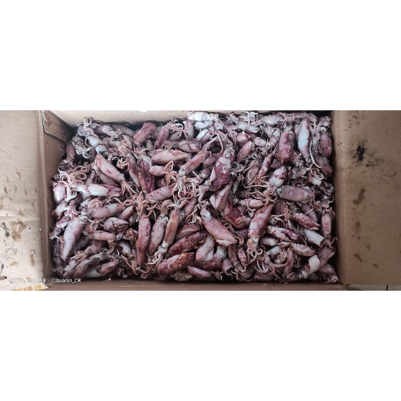 

CUMI ASIN 1 KG