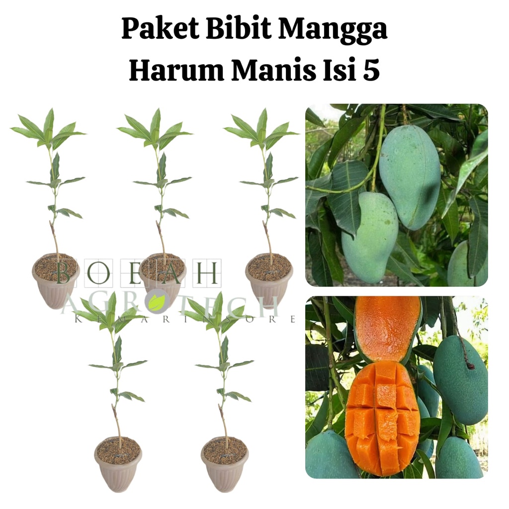 Paket Hemat Bibit Mangga Harum Manis Okulasi Isi 5 Bonus Bibit Strawberry+Polibag