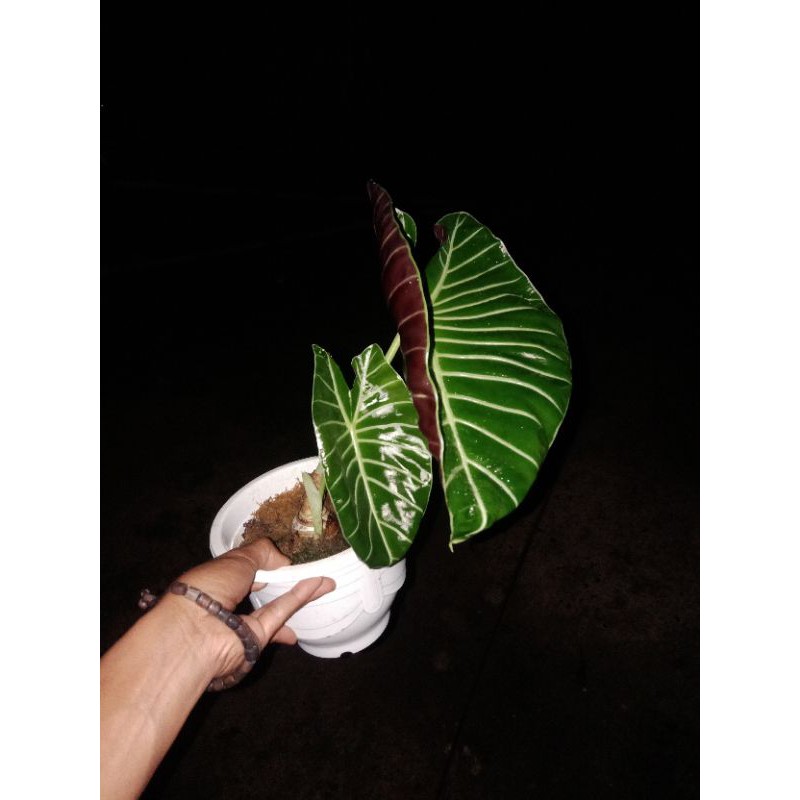 KELADI MURAH ALOCASIA SP MERATUS  WATSONIA (PAKET 1 KG)