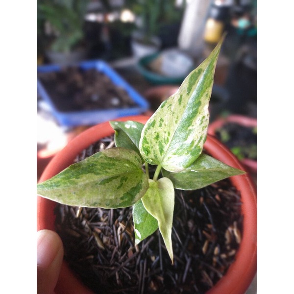 hokeri varigata polkadot pink