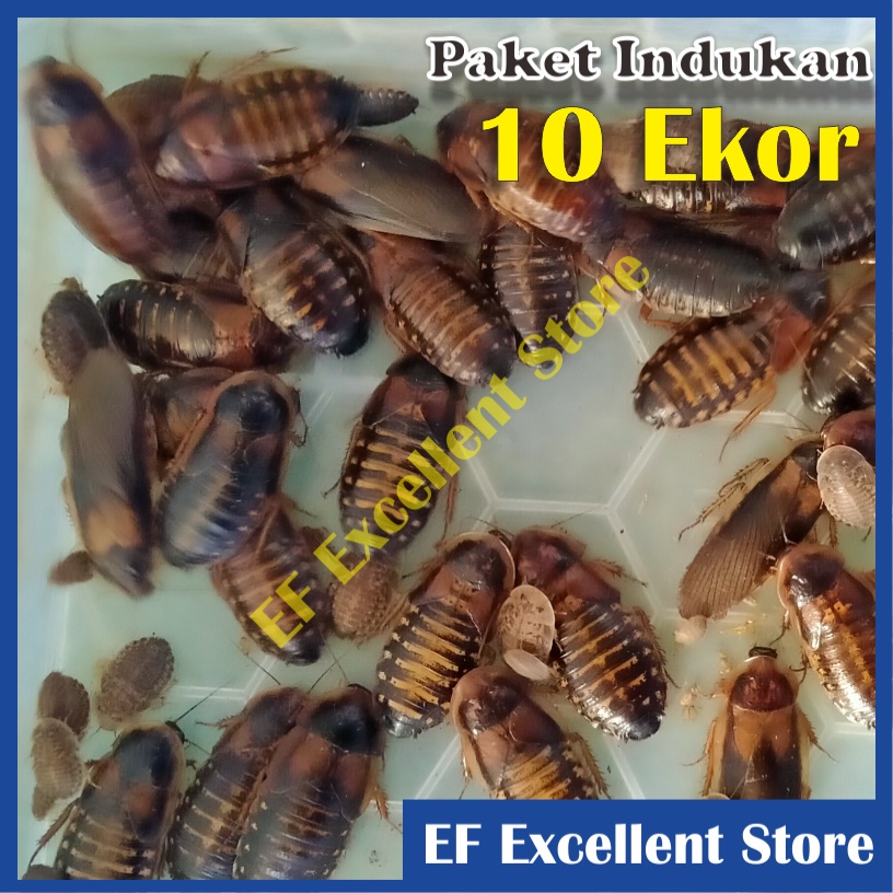 Pakan Kecoa Dubia Indukan Paket 10