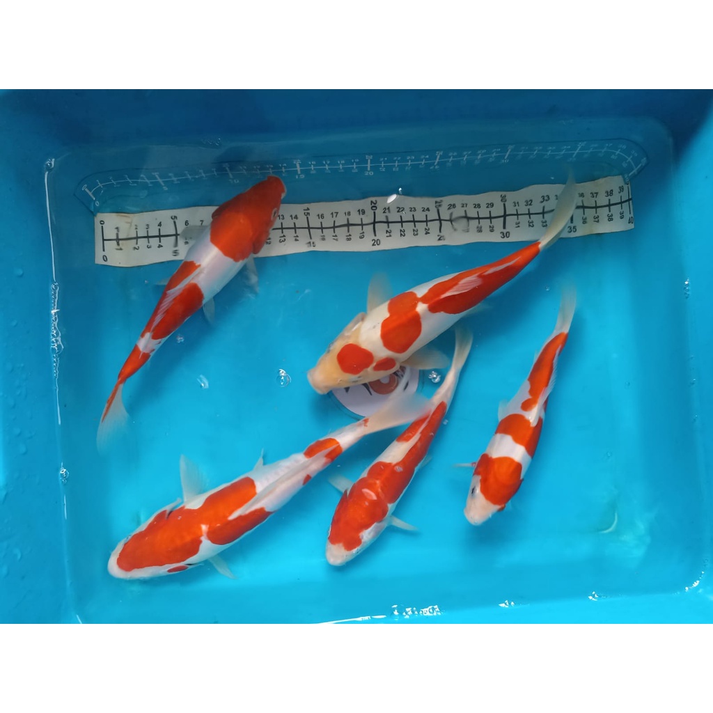 Paket 5 ekor ikan koi Kohaku Doitsu size 19-24cm (MB-79)