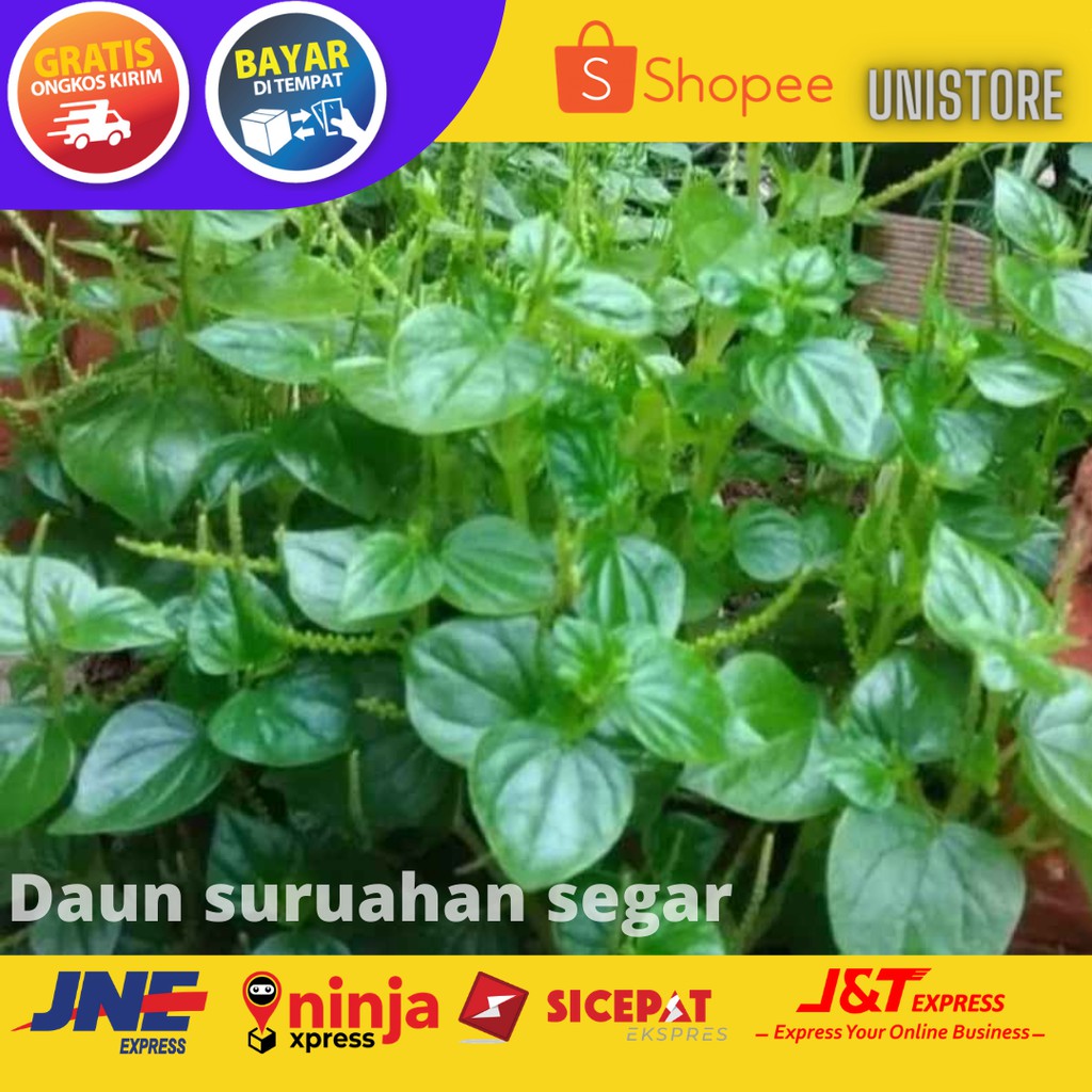 

Daun suruhan segar - sirih cina - ketumpang air murah - herbal banyk khasiat