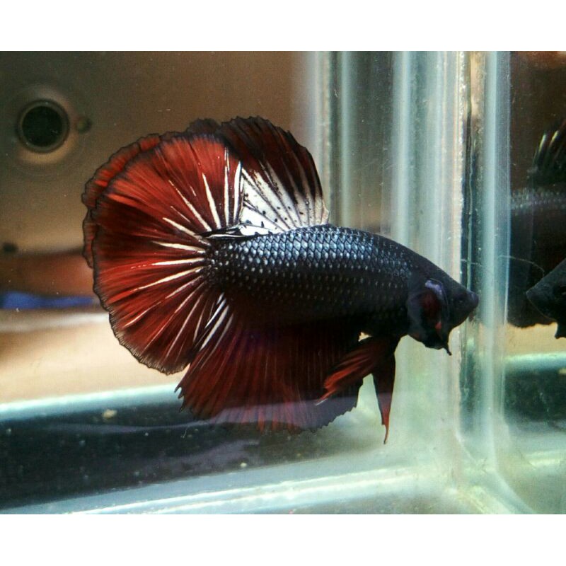 cupang HM red gold/real pic 507