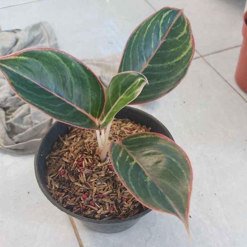 aglonema lipstik zebra