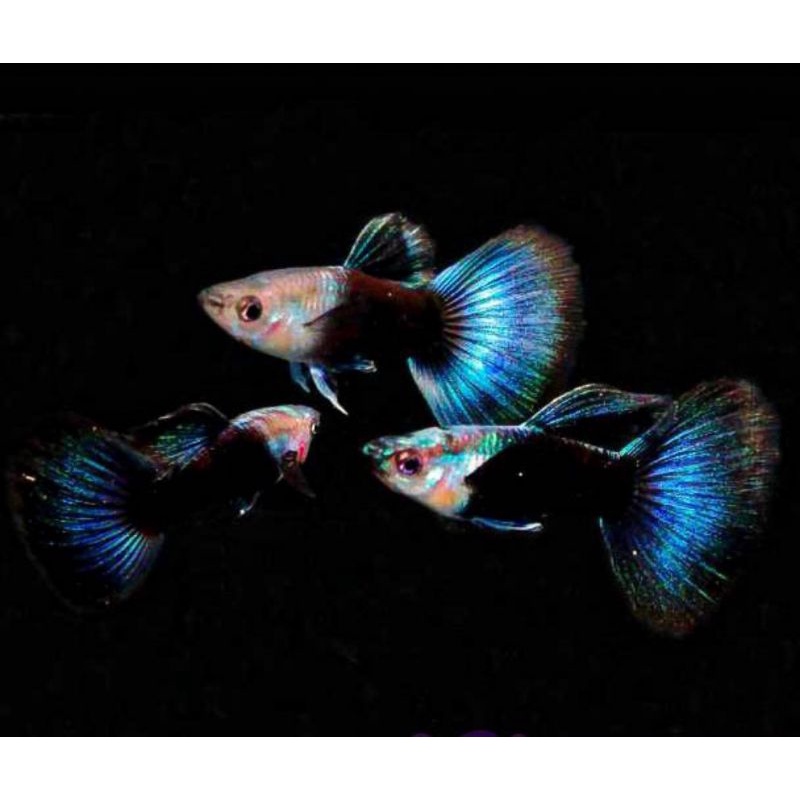 ikan hias guppy HB BLUE ikan hias aquascape