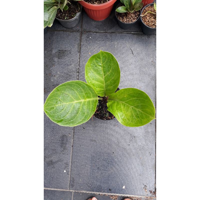 Jemani Mangkok Lemon