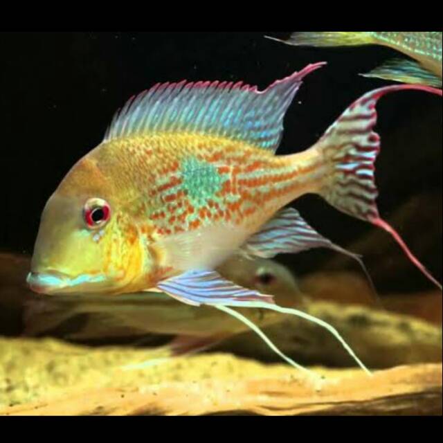 Geophagus Megasema American Cichlid Ikan Hias Tawar