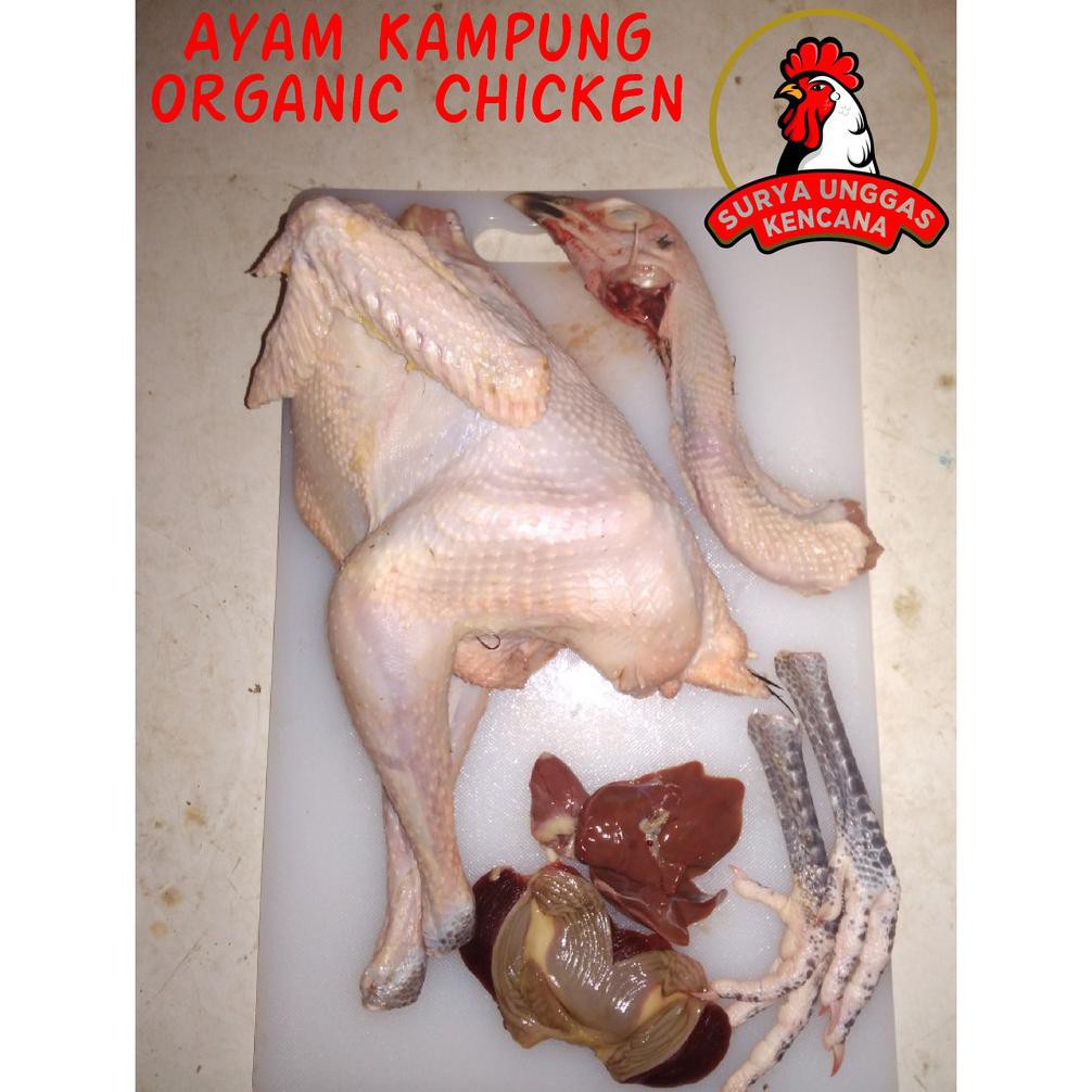 

( BISA COD ) Ayam kampung asli Ukuran HIDUP [0,9 kg - 1 kg PROMO SPECIAL [Kode 1|Kode 2|Kode 3|Kode