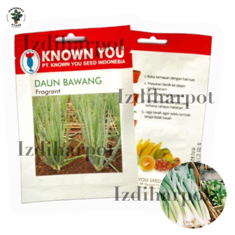 Benih bibit DAUN BAWANG FRAGRANT known you seed - KYS DAUN BAWANG FRAGRANT