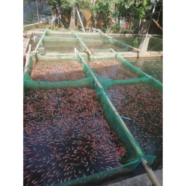 Bibit Ikan Nila Merah