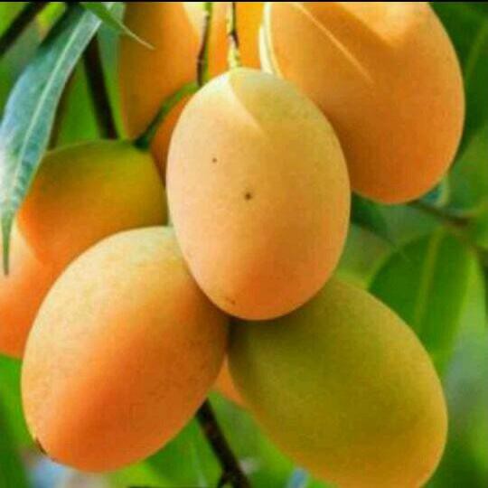 Bibit Mangga Madu Anggur Afrika *_@