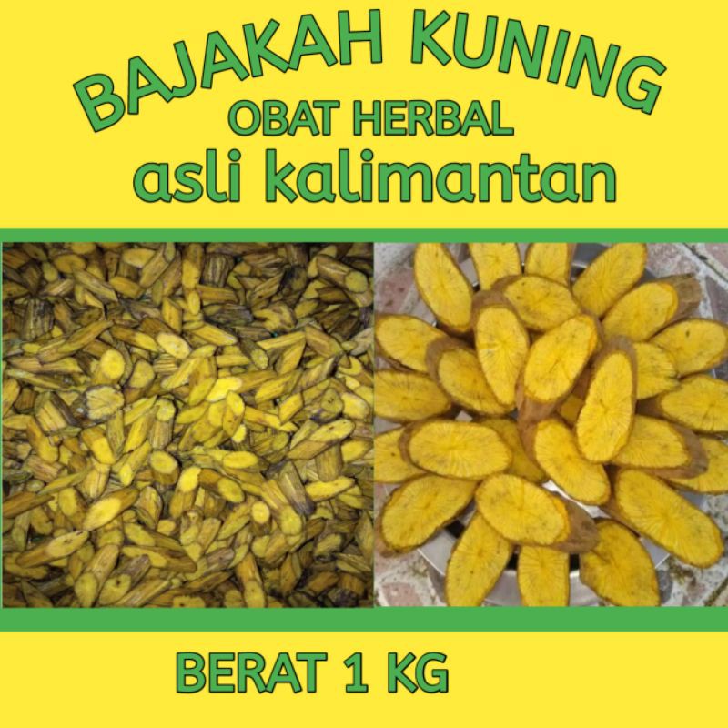 GROSIR BAJAKAH KUNING OBAT HERBAL ASLI KALIMANTAN 1 KG