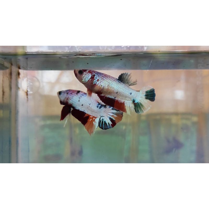 1 Pasang Ikan Cupang Candy Copper Copper (Sesuai Foto)