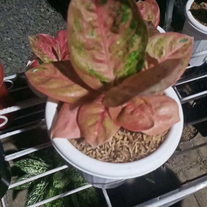 Aglonema Denpasar moon