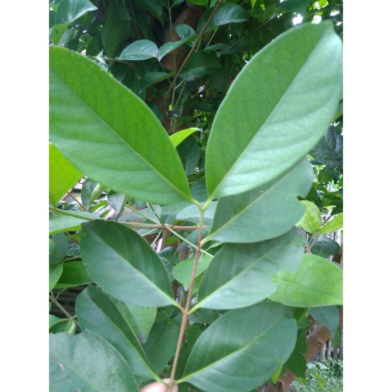 

Daun salam/ daun fresh langsung petik