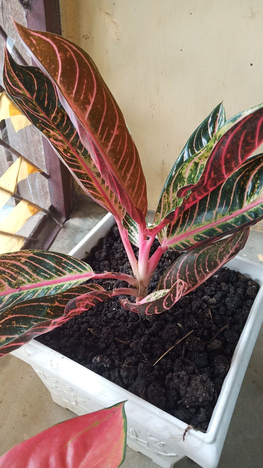 Terlaris Kemeja Batik Pendek Songket Pria M-xl