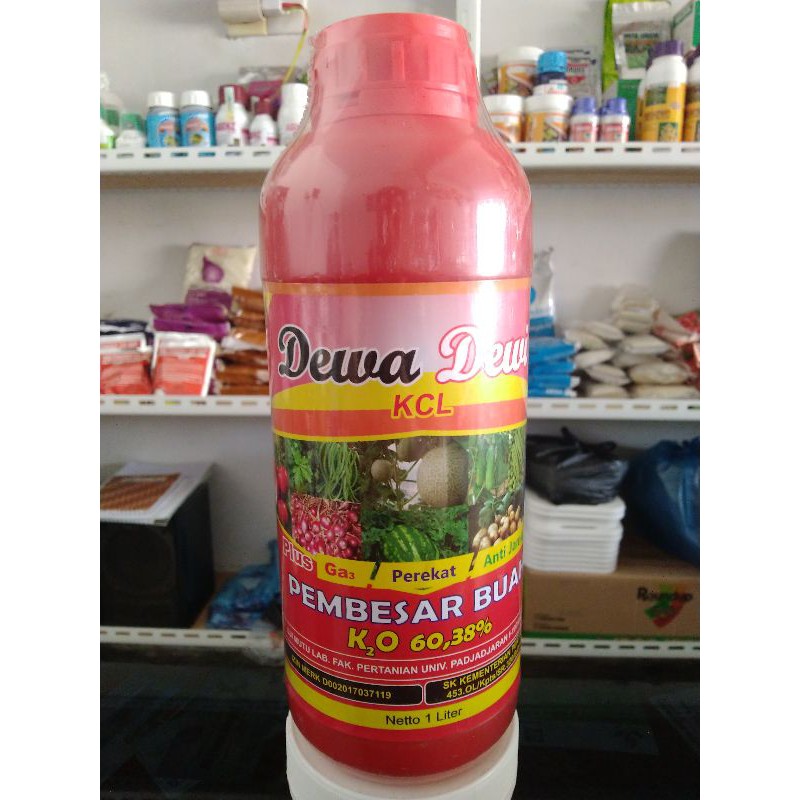 dewa dewi pupuk KCL cair pembuahan tanaman