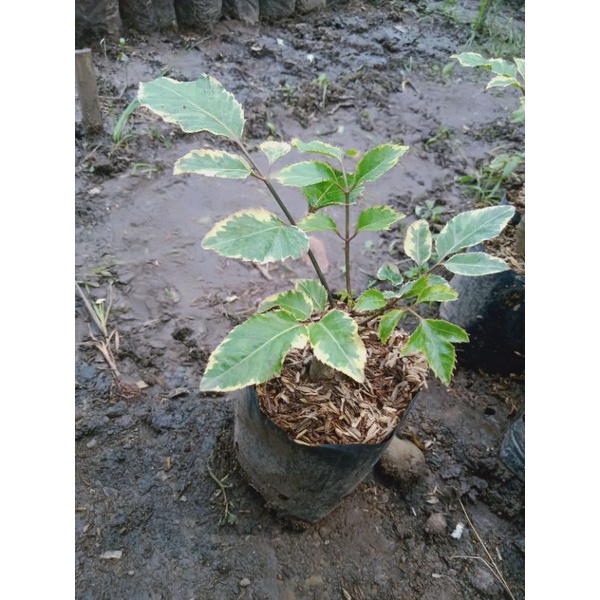 Bibit tanaman kedongdong/kedondong laut variegata