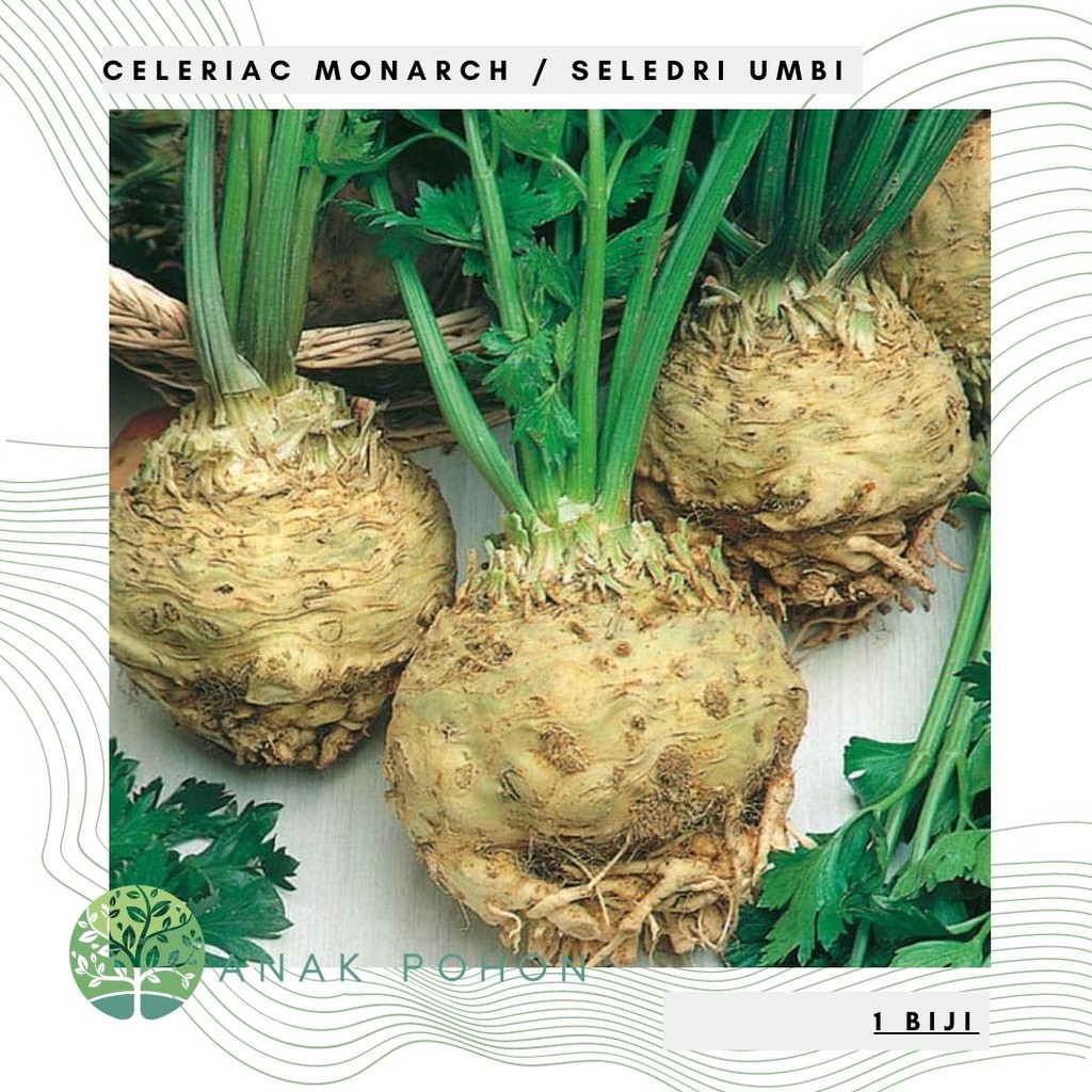 Benih Bibit Biji - Celeriac Monarch / Seledri Umbi Seeds - IMPORT