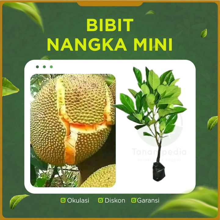 Jual Bibit Nangka Mini Bisa Tumbuh Berbuah Dalam Pot Benih Nangka