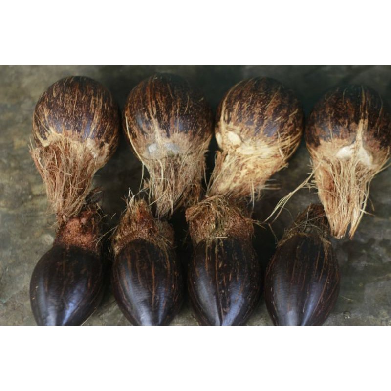 Bahan bonsai kelapa gading