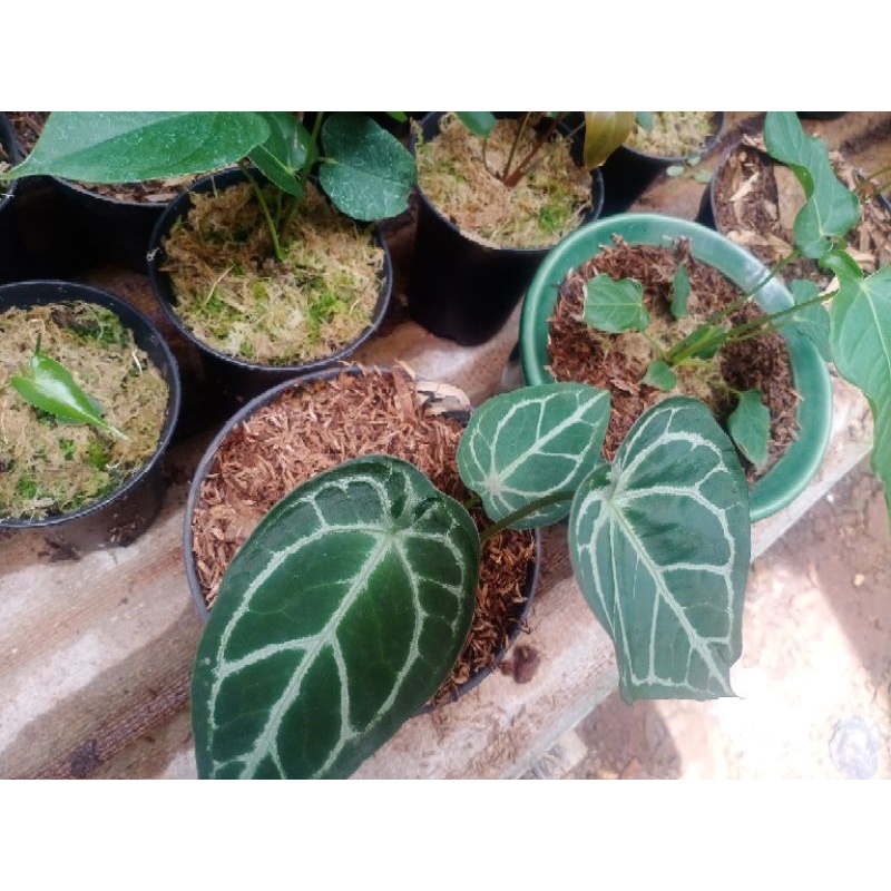 kuping gajah buta forgeti