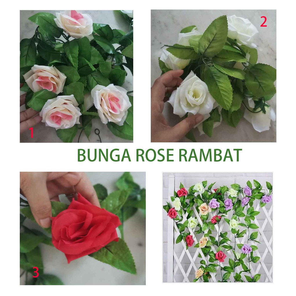 Background Bunga Mawar Pagar  Gambar Bunga   Background Bunga Mawar Pagar  Gambar Bunga