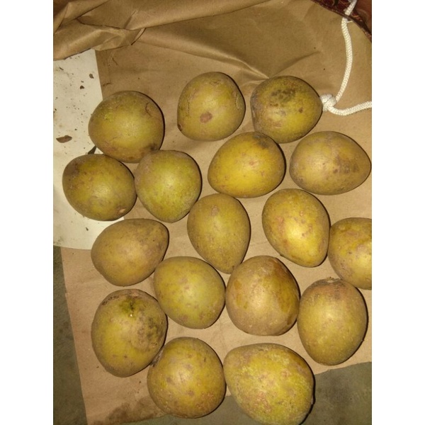 

Sawo Madu Manis Ukuran Mini khas Pangandaran