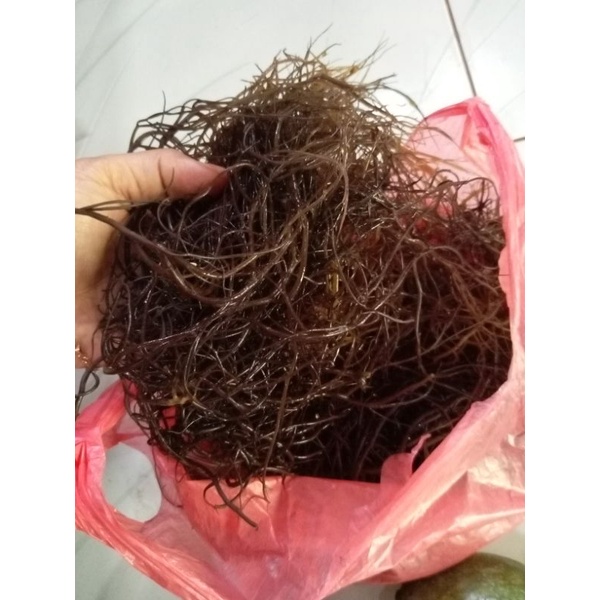 

rumput laut coklat 1kg