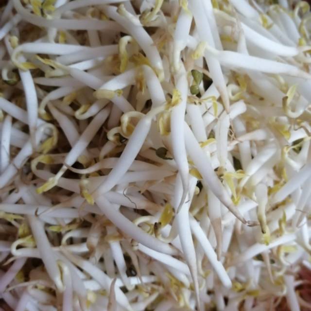 

Toge Biasa tauge