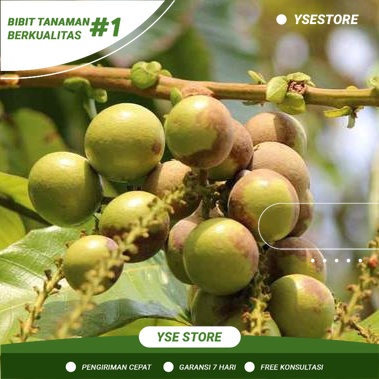 Bibit Matoa - Buah Matoa - Tanaman Matoa