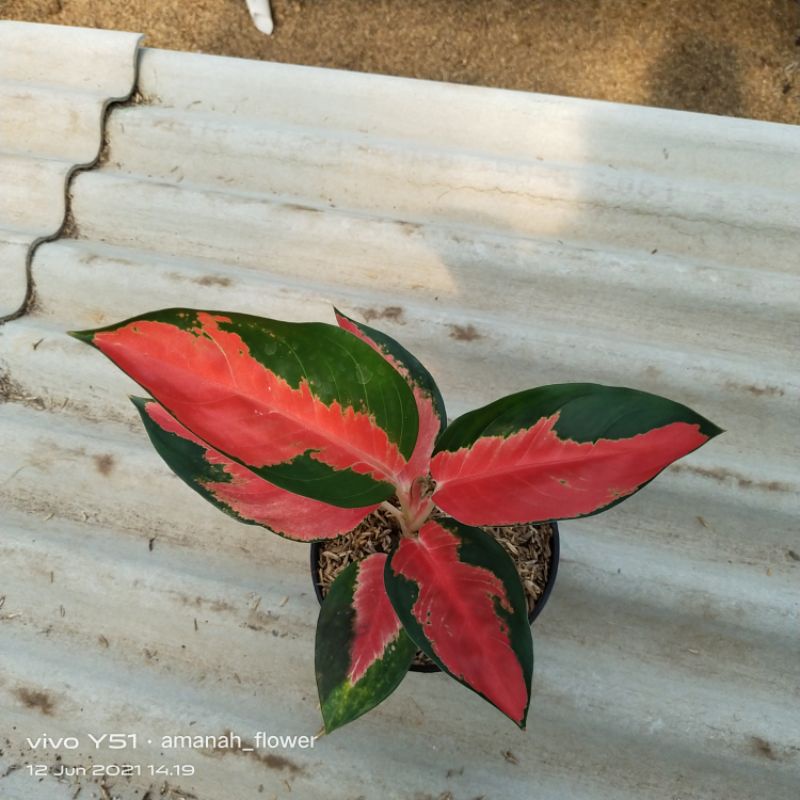 Aglonema Suksom Lilin