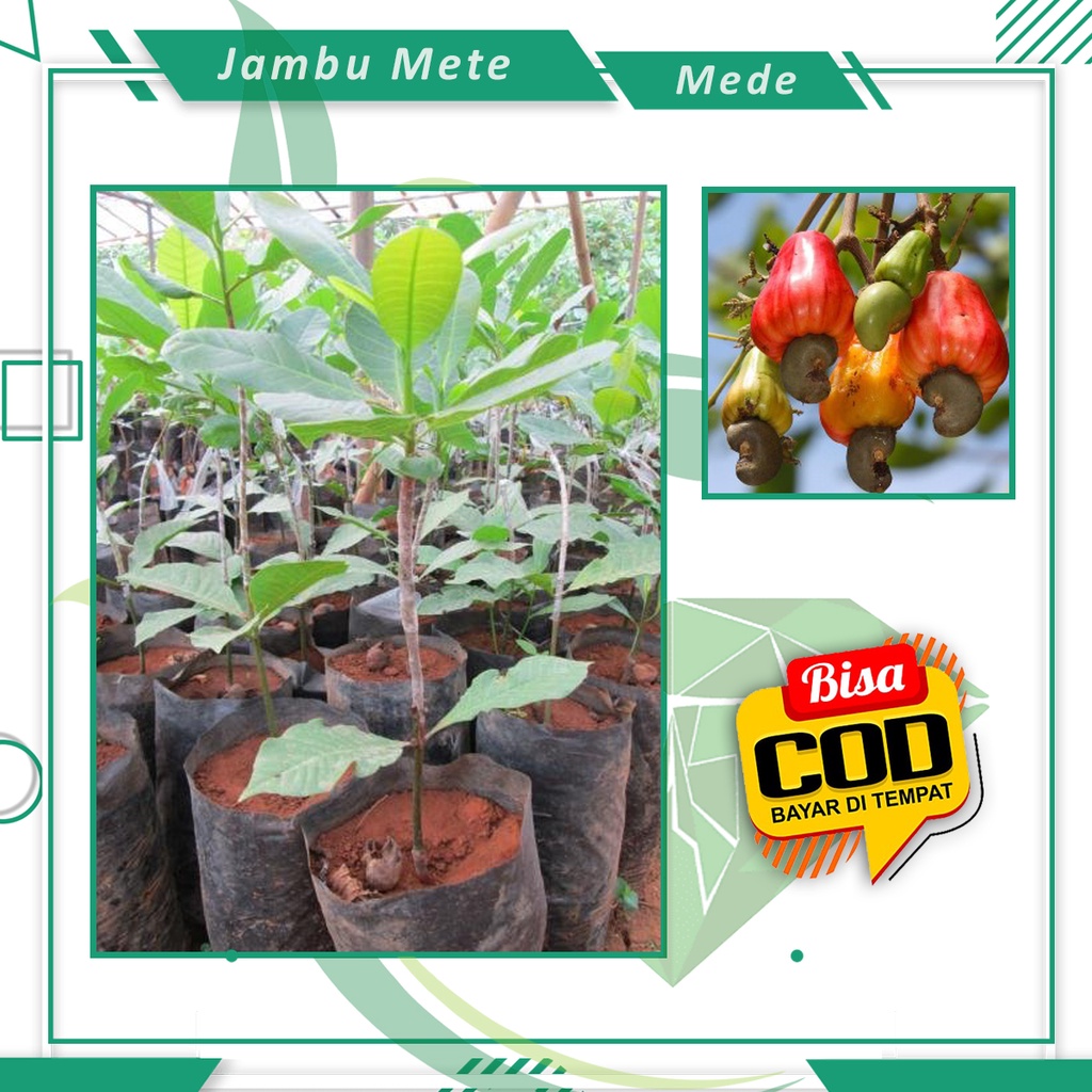 Bibit Jambu Monyet Jambu Mete Tanaman Buah Jambu Mede [ SIAP KIRIM ]