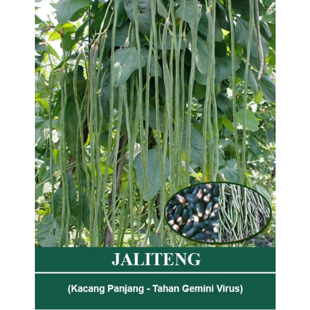 10 Biji - Benih Kacang Panjang NEW JALITENG Tahan Virus Gemini Cap Mutiara Bumi