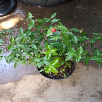 BIBIT BUNGA SAKURA