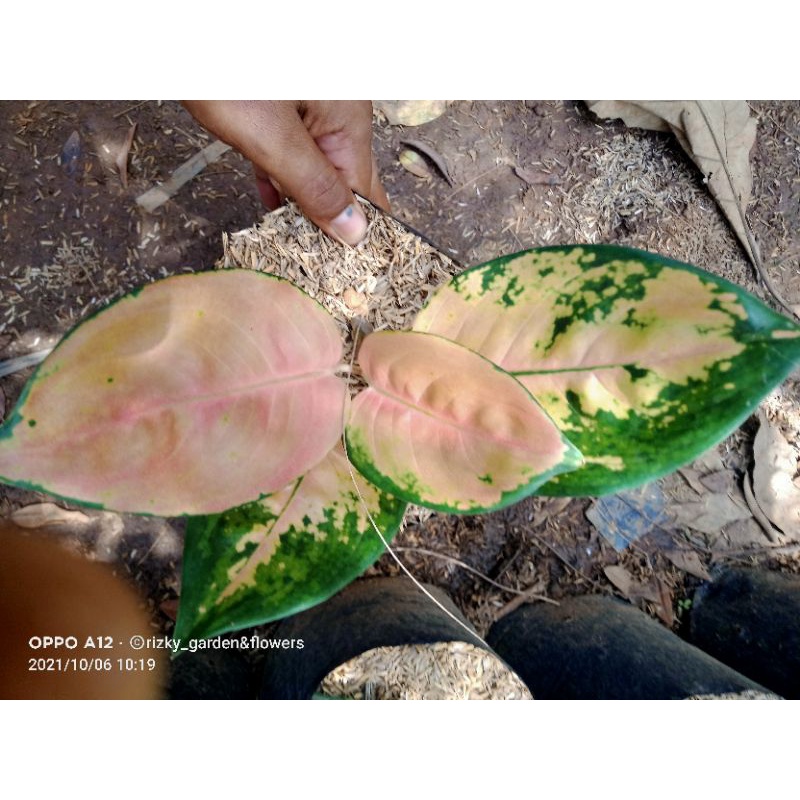 aglonema sultan brunai