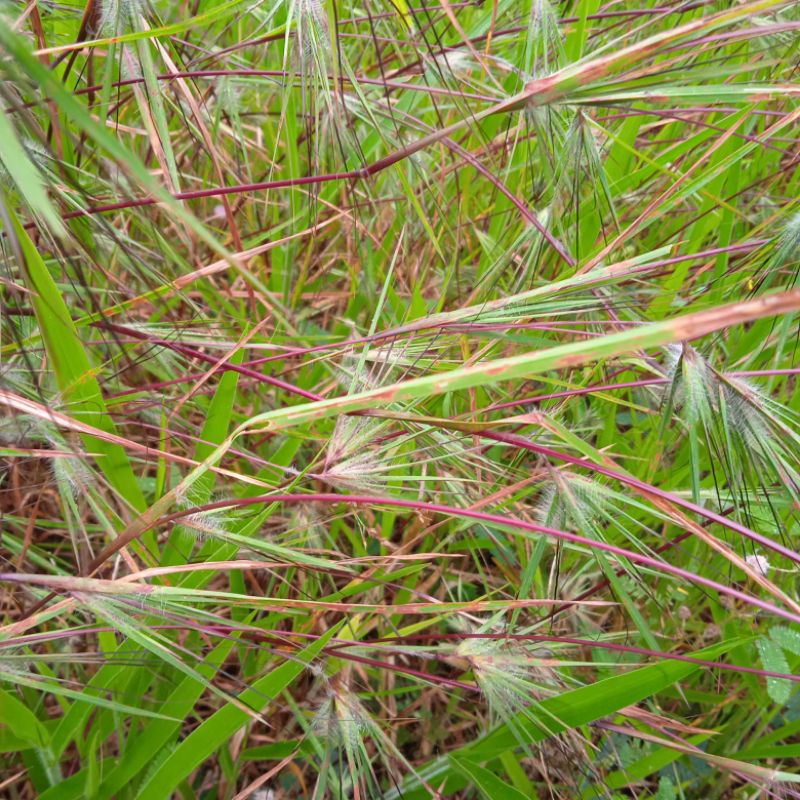 Rumput Merakan Rumput Bulu Perindu Atau Rumput Bujang [ 1 kg ]