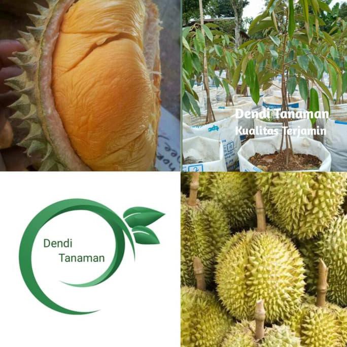 Produk Ready Bibit Pohon Durian Ochee Duri Hitam Kaki 3 1 Meter / Durian Okulasi