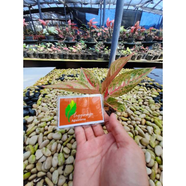 [✅COD] LEGACY MERAH BESAR - (AGLONEMA REMAJA BESAR) / RED LEGACY / AGLONEMA LEGACY MERAH